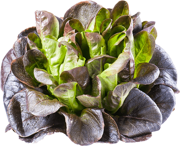 Salade « les feuilles de rêve »